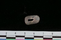 藏品(寬敞透孔螺)的圖片